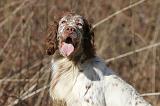 SETTER ANGLAIS 072